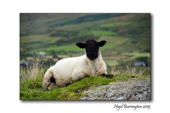 The west cork sheep