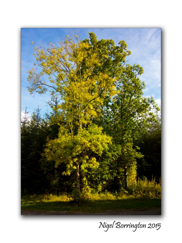 October, In Gold she looks their best; Landscape Photography : Nigel Borrington