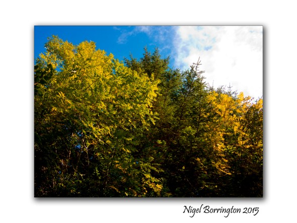 October, In Gold she looks their best; Landscape Photography : Nigel Borrington