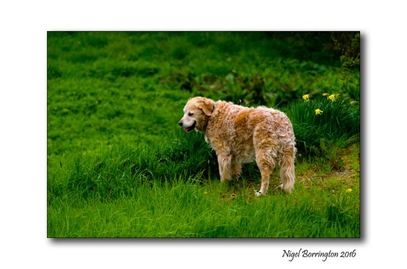 Golden Retriever Molly 2