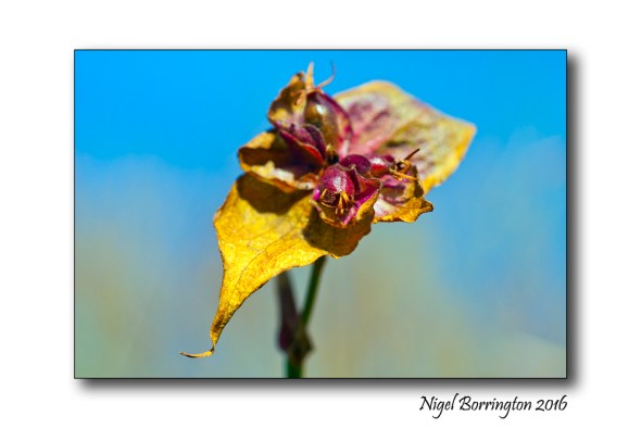 Winters Flowers Nigel Borrington 1