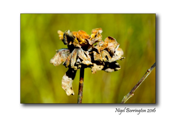 Winters Flowers Nigel Borrington 3