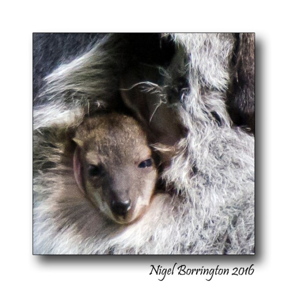 Bennetts Wallaby at fota wild life park nigel borrington 3