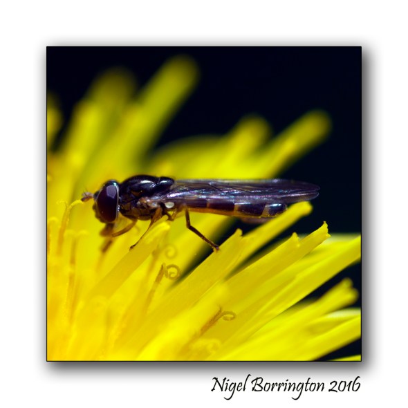 Hover fly Nigel Borrington