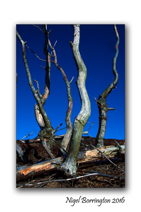 The dead Trees Nigel Borrington 1