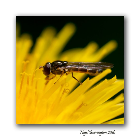 The World from and insects point of view