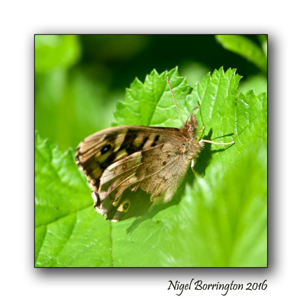 Life of a insect Nigel borrington 03