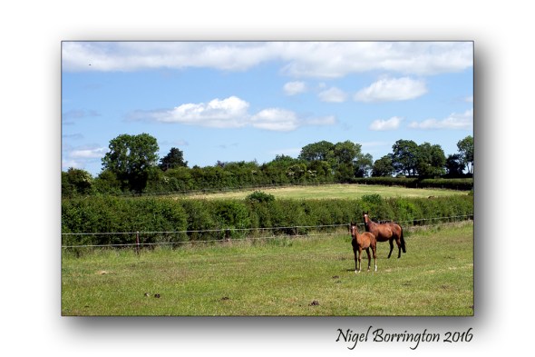 mother and foal Nigel Borrington 01