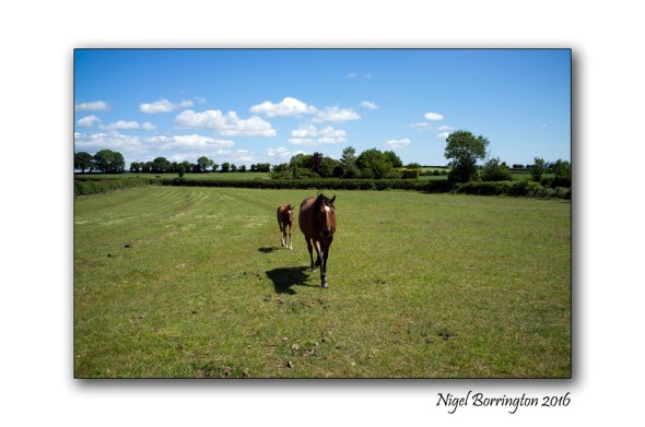 mother and foal Nigel Borrington 02