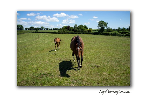 Dreams of foal  Nigel Borrington