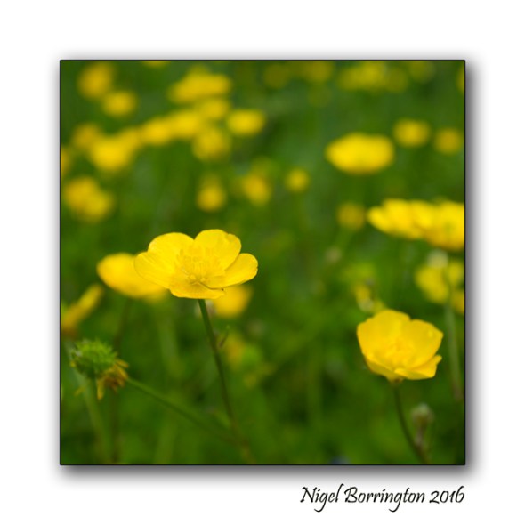 The Buttercup Poem Nigel Borrington Nature Photography 2