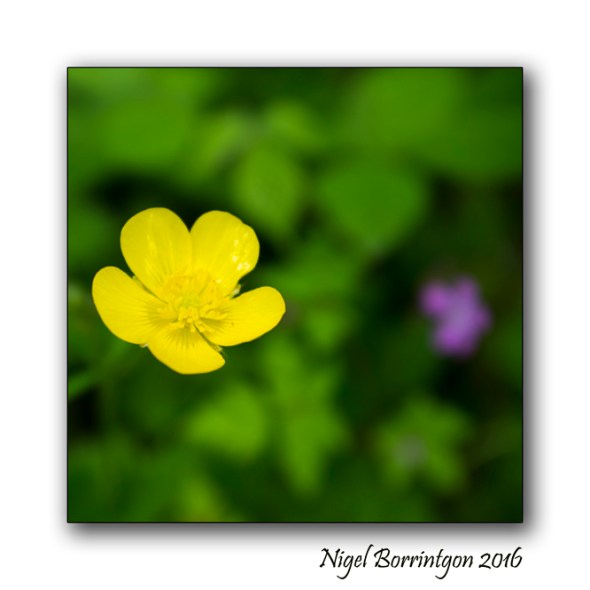 The Buttercup Poem Nigel Borrington Nature Photography 3