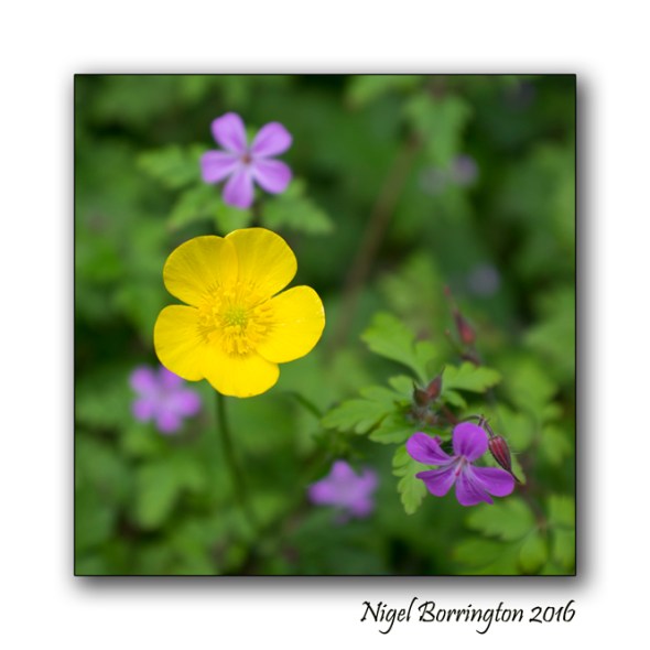 The Buttercup Poem Nigel Borrington Nature Photography