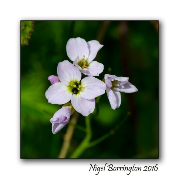 The Nightingales Nest Irish Landscape photography Nigel Borrington 02