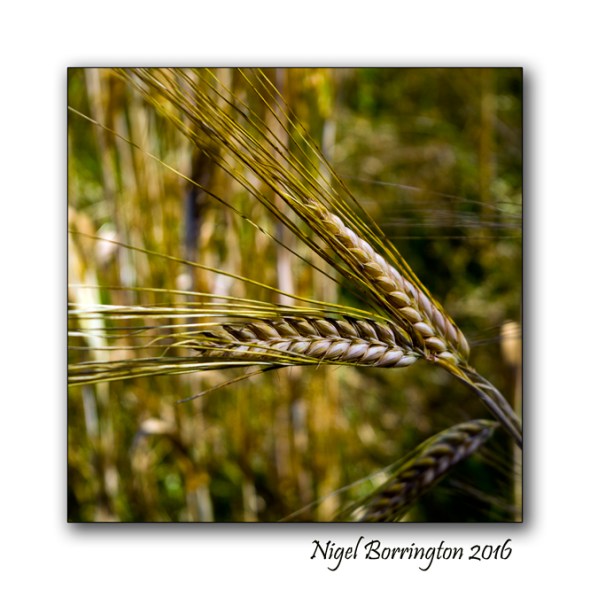 Barley in Kilkennys fields Nigel Borrington 01