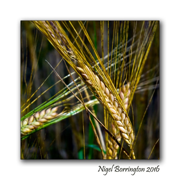 Barley in Kilkennys fields Nigel Borrington 02