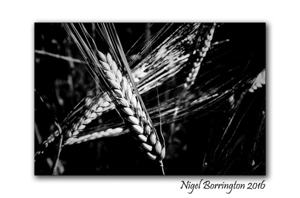 Barley in Kilkennys fields Nigel Borrington 05