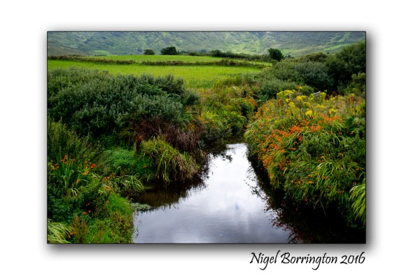 Common Name: 	Montbretia Scientific Name: 	Crocosmia x crocosmiiflora Irish Name: Fealeastram dearg