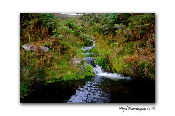 flow-from-a-spring-on-the-mountain-of-slievenamon-nigel-borrington-03