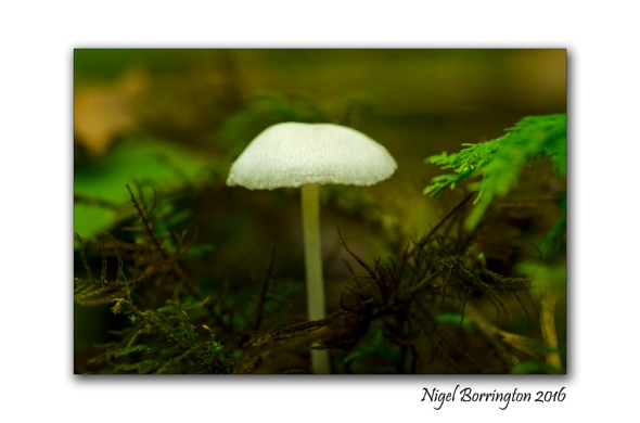 fungi-in-the-september-woodlands-nigel-borrington-2