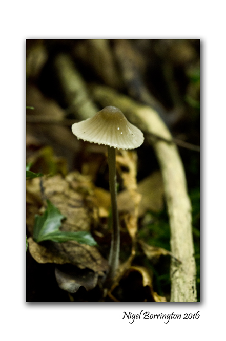 fungi-in-the-september-woodlands-nigel-borrington-3