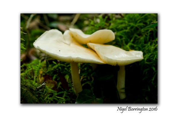 fungi-in-the-september-woodlands-nigel-borrington-4