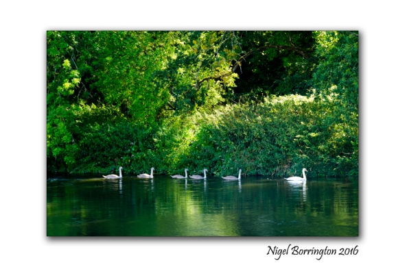 September Swans river Suir Tipperary Nigel Borrington 02