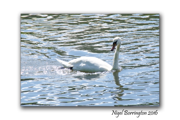September Swans river Suir Tipperary Nigel Borrington 03