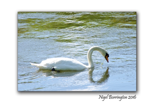 September Swans river Suir Tipperary Nigel Borrington 04