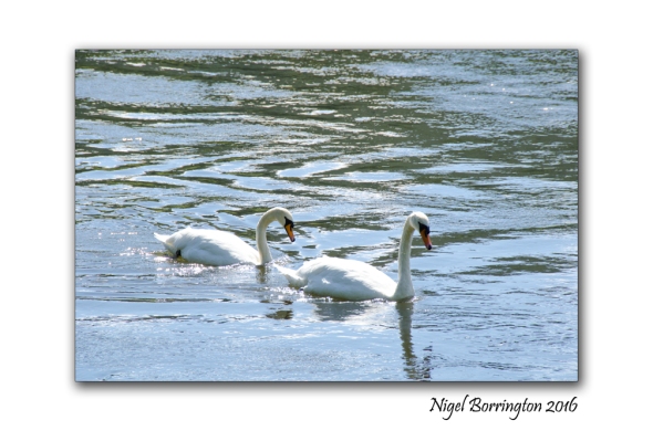 September Swans river Suir Tipperary Nigel Borrington 05