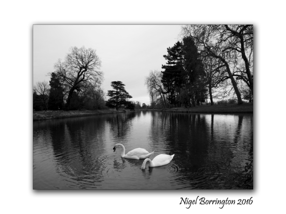 two-swans-at-langley-park-nigel-borrington-01