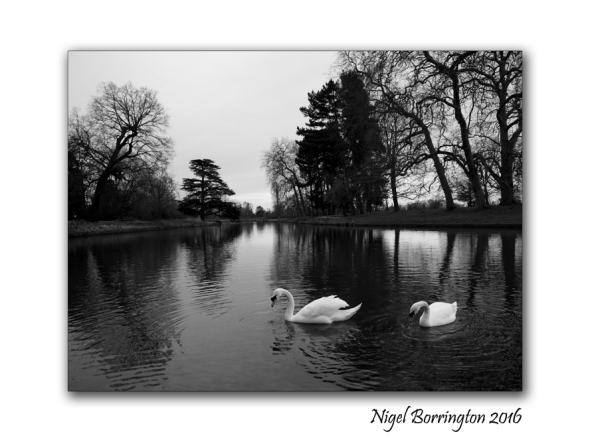 two-swans-at-langley-park-nigel-borrington-02