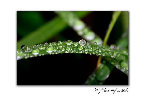 kilkenny-landscapes-macro-photography-rain-drops-nigel-borrington-02