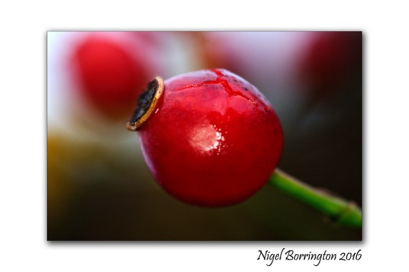 kilkenny-landscapes-macro-photography-rosehip-nigel-borrington-01