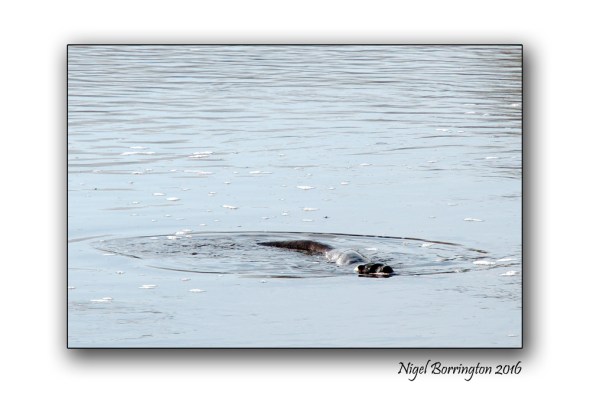 otter-on-the-river-suir-4-nigel-borrington