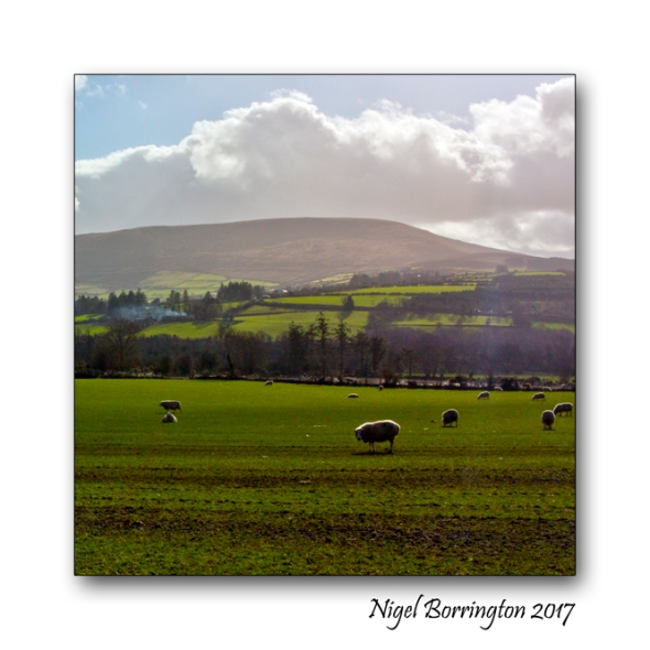 irish-farms-county-carlow-nigel-borrington-02