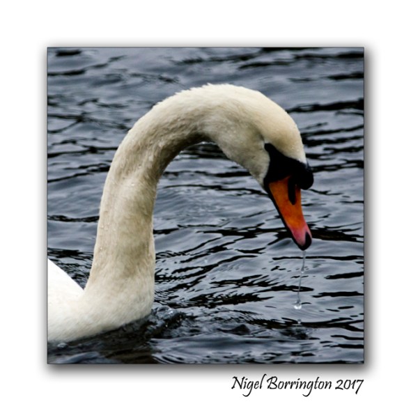 irish-wildlife-two-swans-oak-park-carlow-nigel-borrington-03