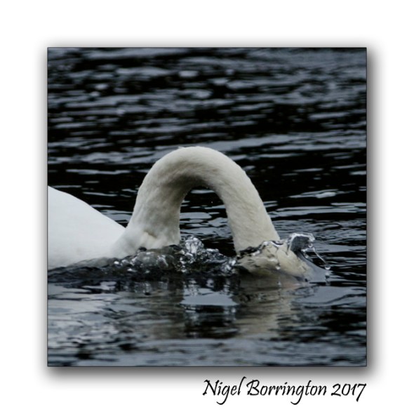 irish-wildlife-two-swans-oak-park-carlow-nigel-borrington-04