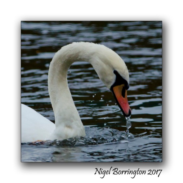 Swans at Oak Park County Carlow Nigel Borrington
